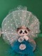 Thumbs/tn_ballotin panda chapeau 200 725.jpg